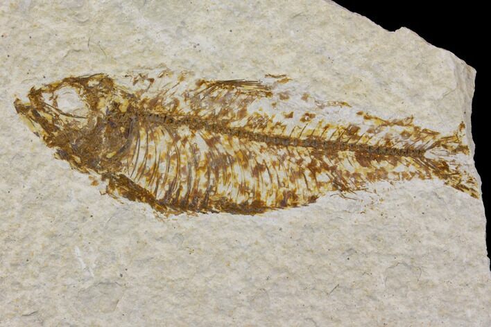 Bargain Fossil Fish (Knightia) - Wyoming #150553
